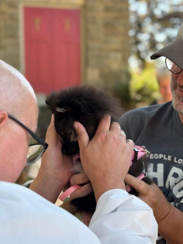 Petite Pomeranian Pup in