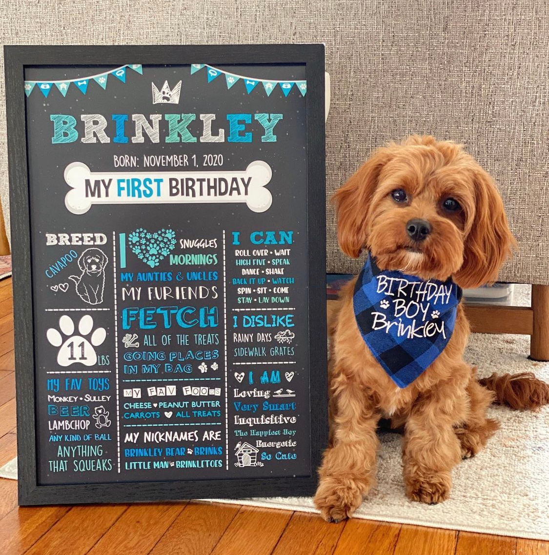Small Cavapoo Baby