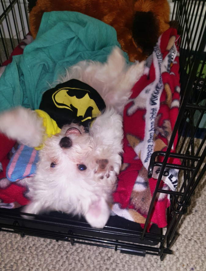 Maltese Pup Being Cute