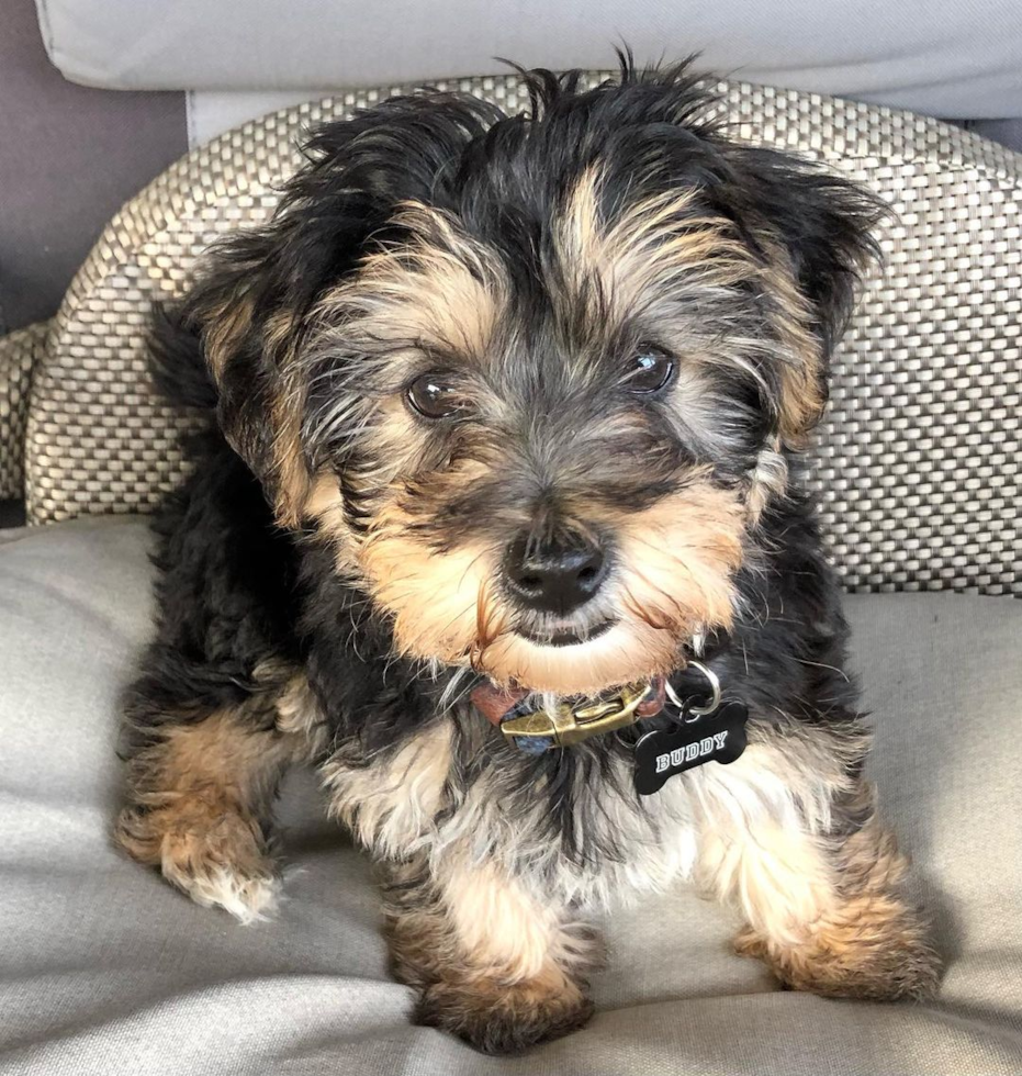 Holland Yorkie Chon Pup