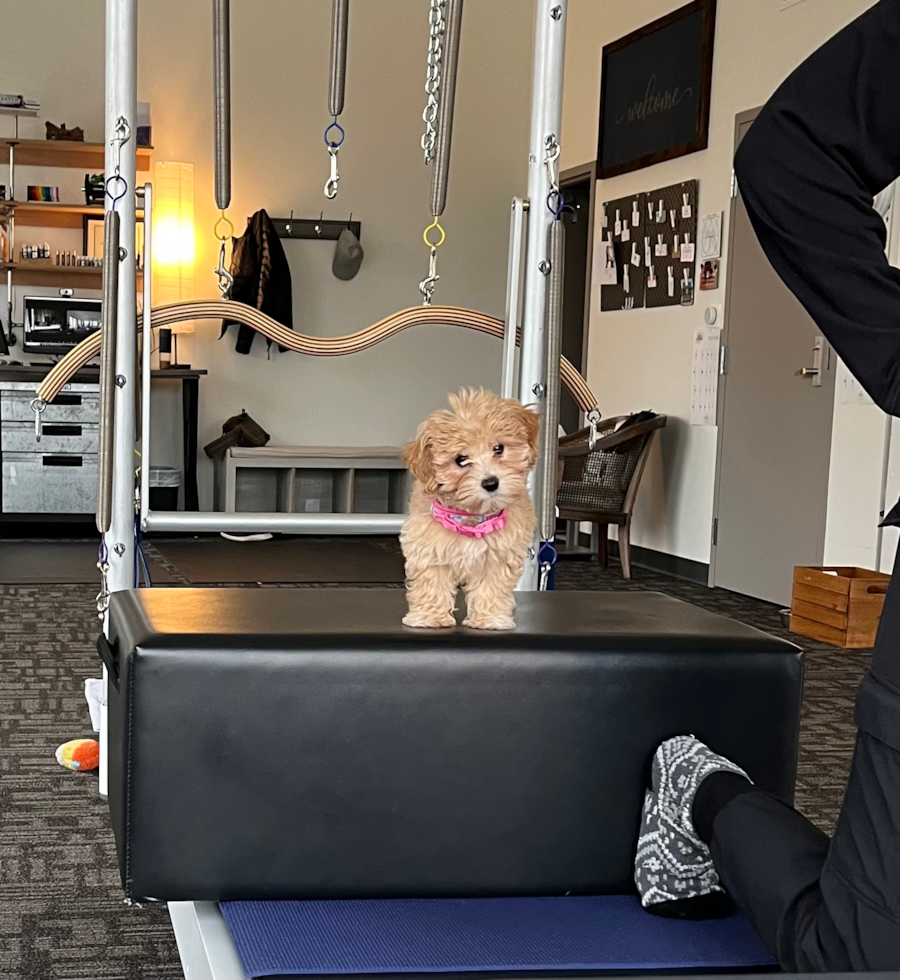 Small Maltipoo Pup in