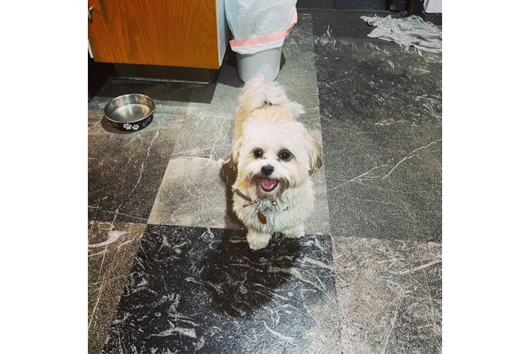 Shih Tzu Pup Being Cute