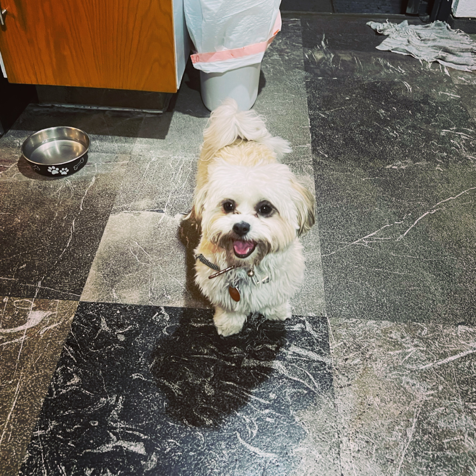 Cute Shih Tzu Pup in