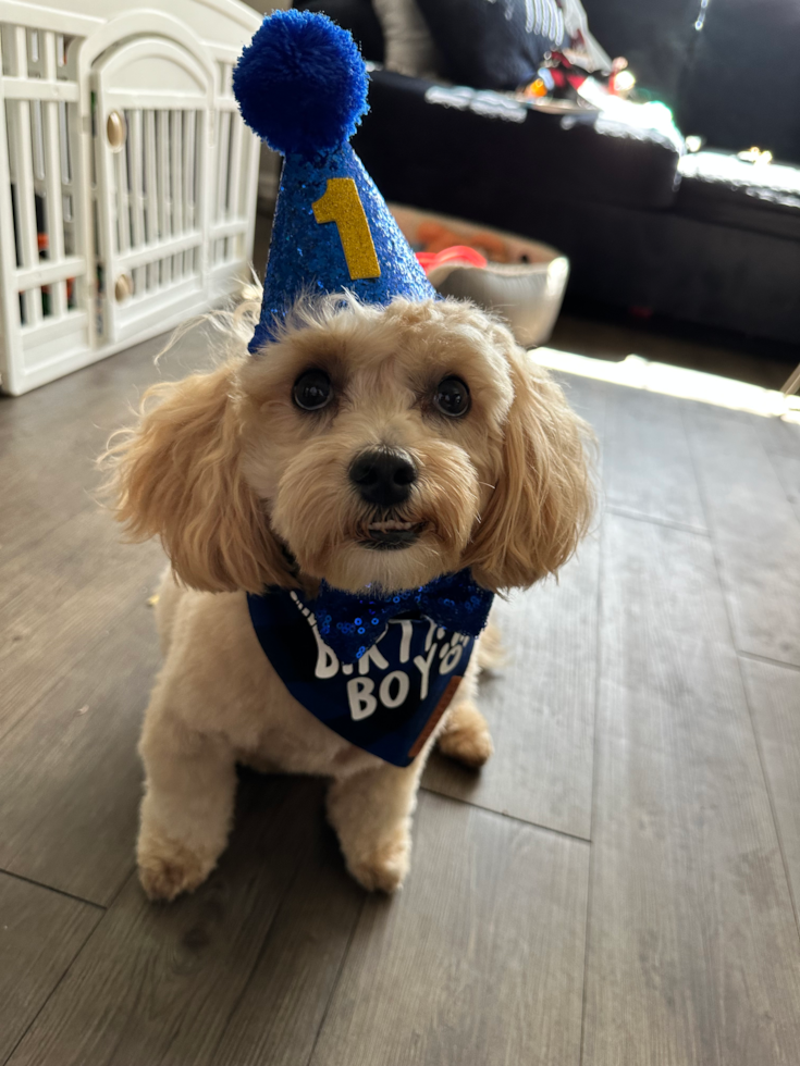 Sweet Maltipoo Pup in