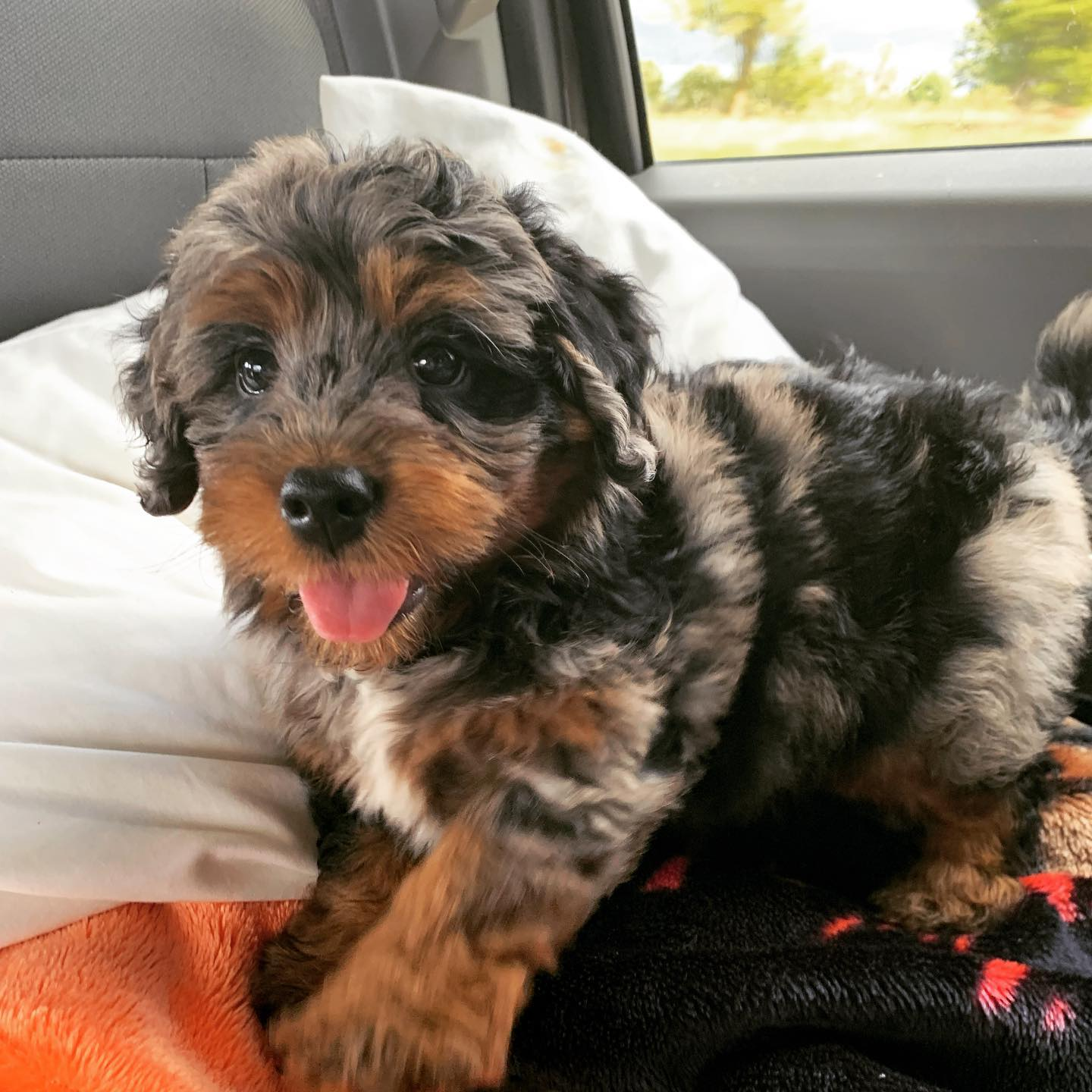 Mini Bernedoodle Pup Being Cute