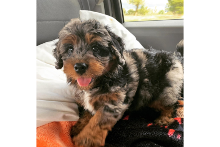 Mini Bernedoodle Pup Being Cute