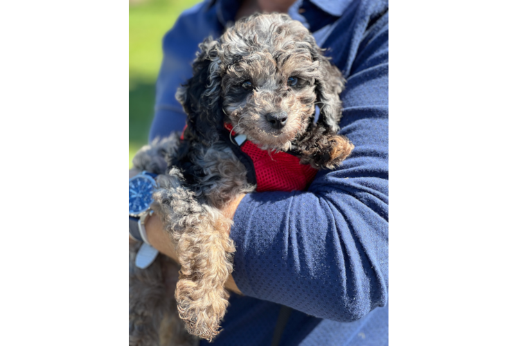 Best Mini Aussiedoodle Baby