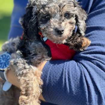 Small Mini Aussiedoodle Pup in