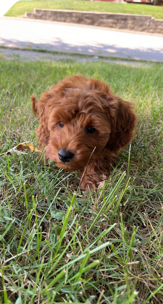 Mini Goldendoodle Pup