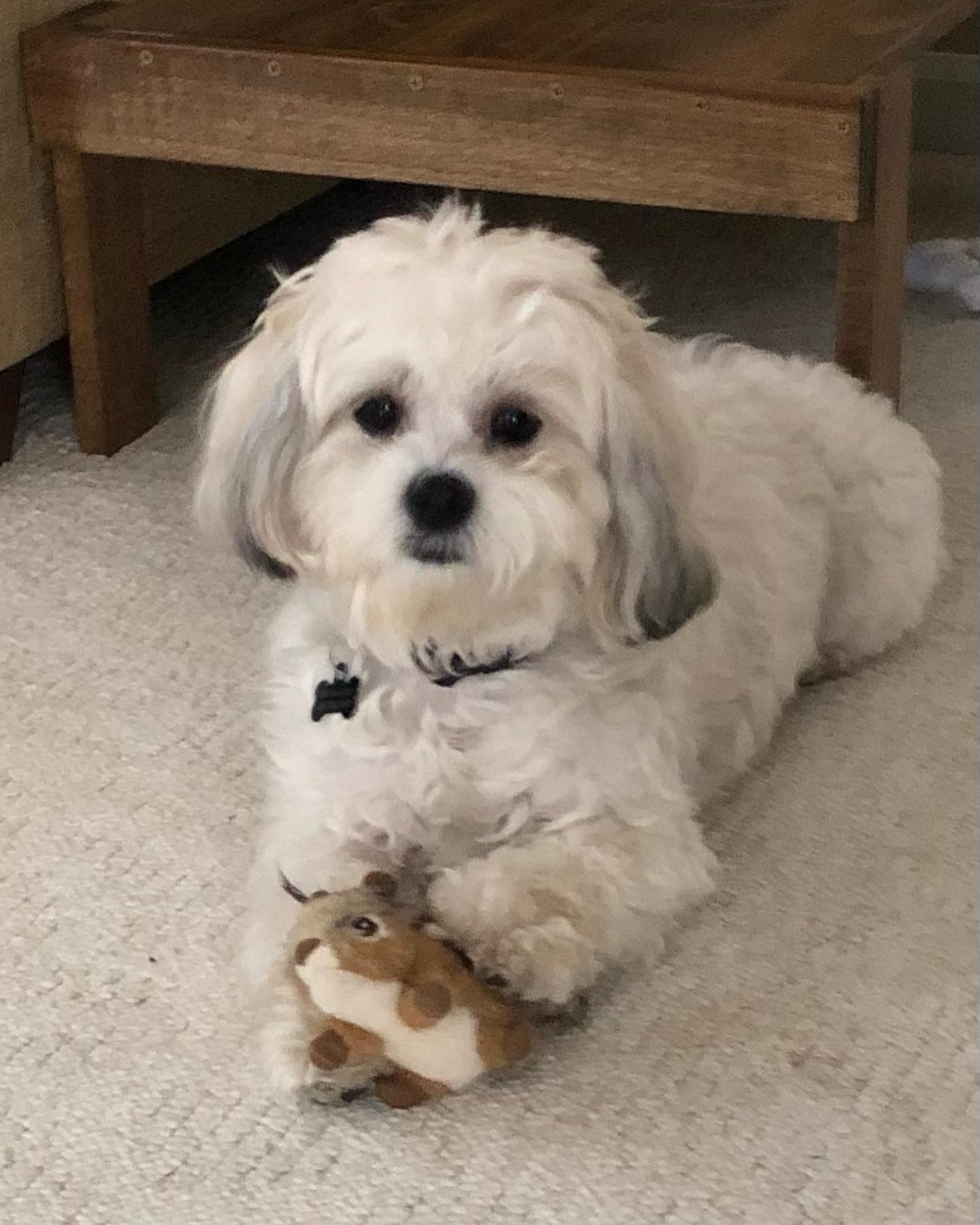 Teddy Bear Puppy for Adoption