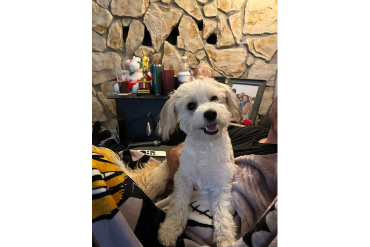 Funny Aussiechon Designer Pup