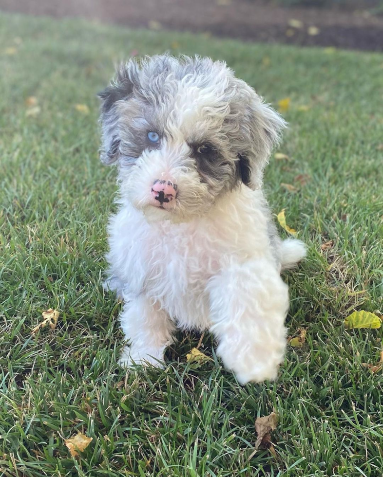 Mini Sheepadoodle Being Cute