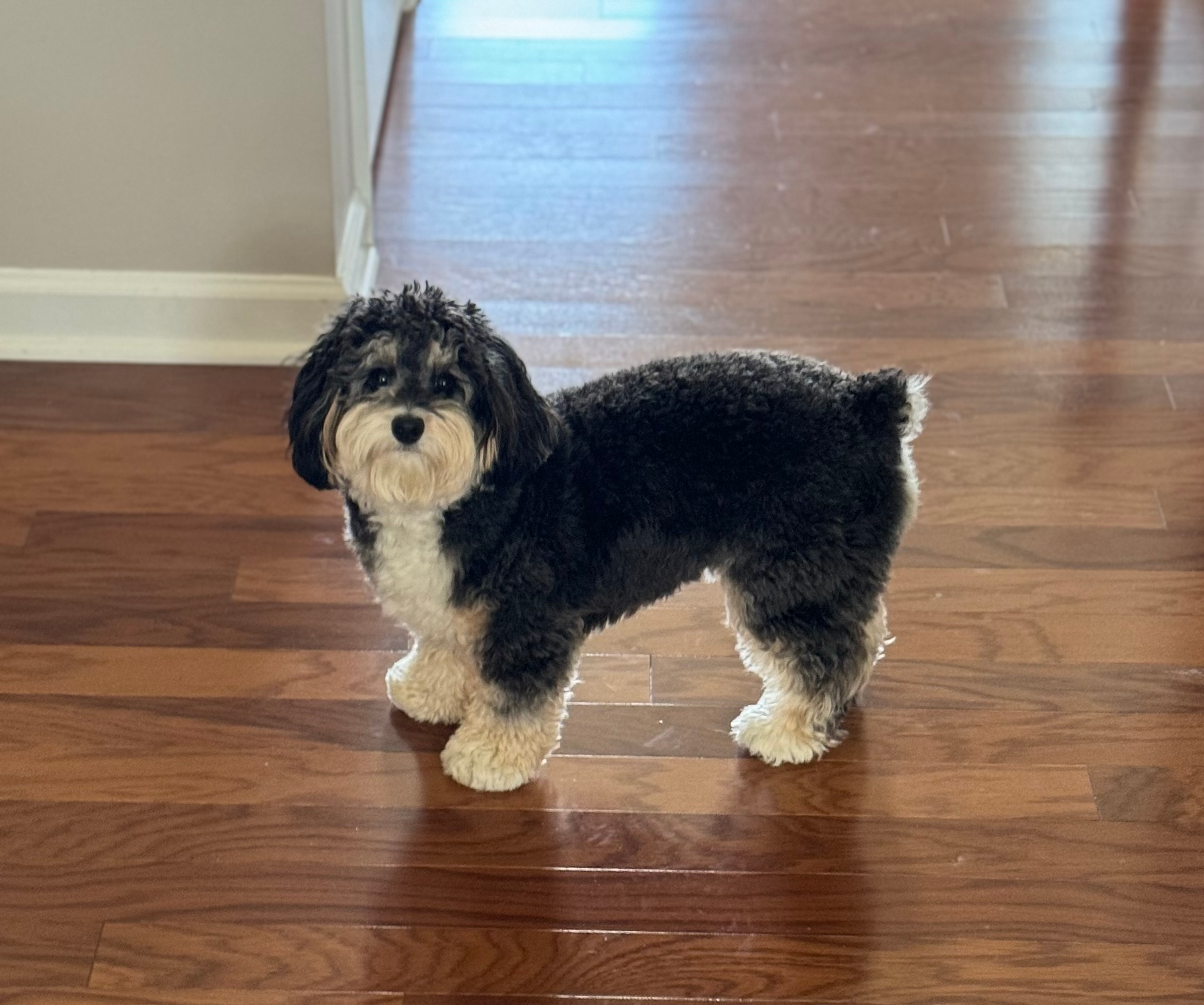 Little Aussiepoo Poodle Mix Puppy