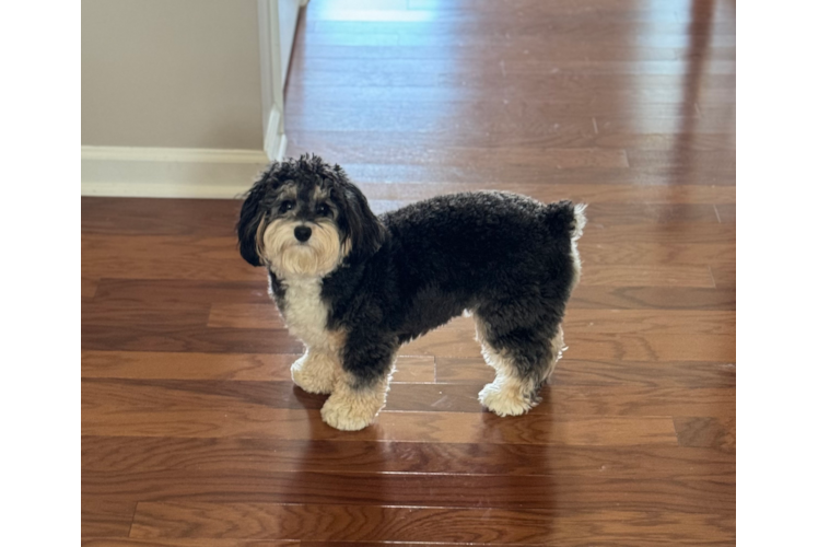 Little Aussiepoo Poodle Mix Puppy