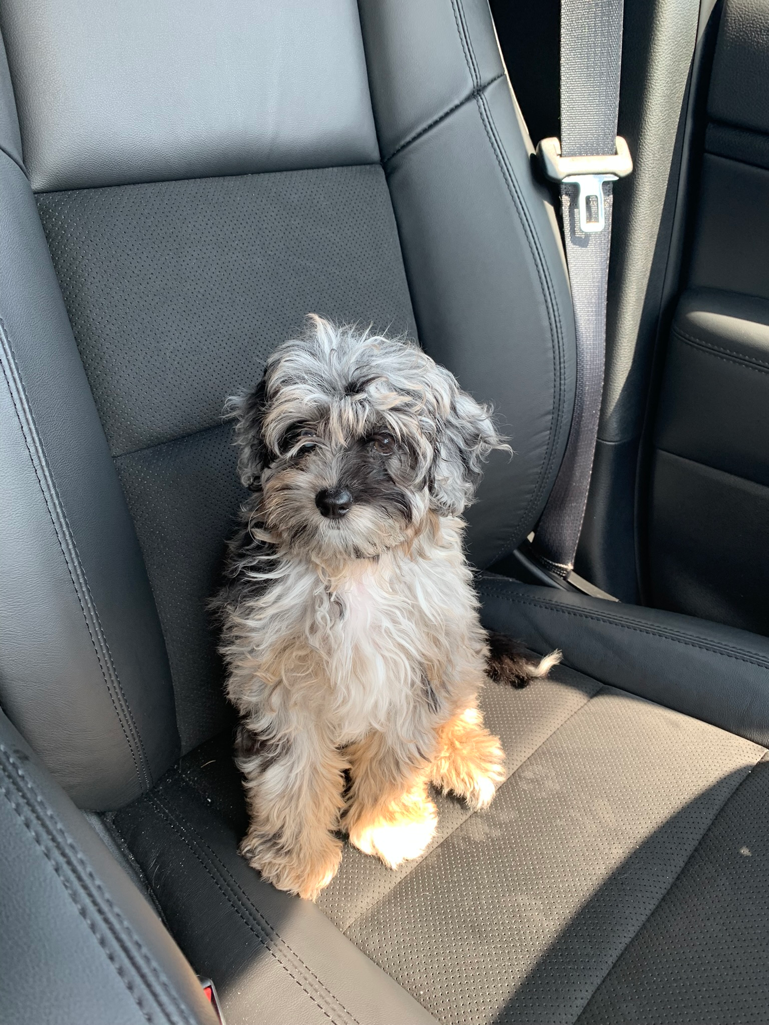 Sweet Mini Aussiedoodle Baby