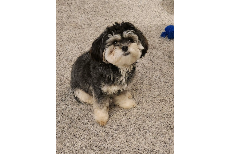 Shih Poo Pup Being Cute