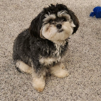 Energetic Shihpoo Poodle Mix Pup