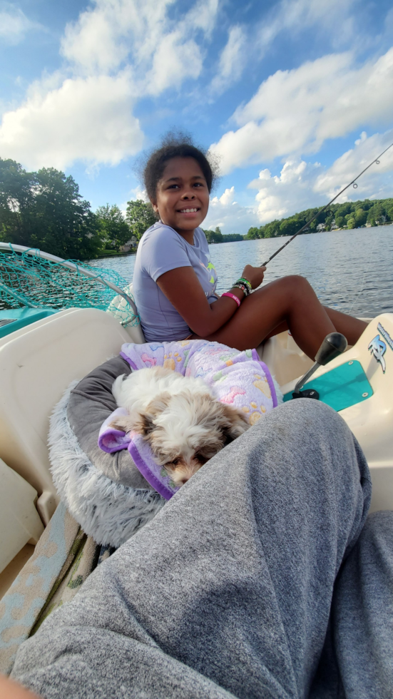 Adorable Shih Poo Poodle Mix Pup
