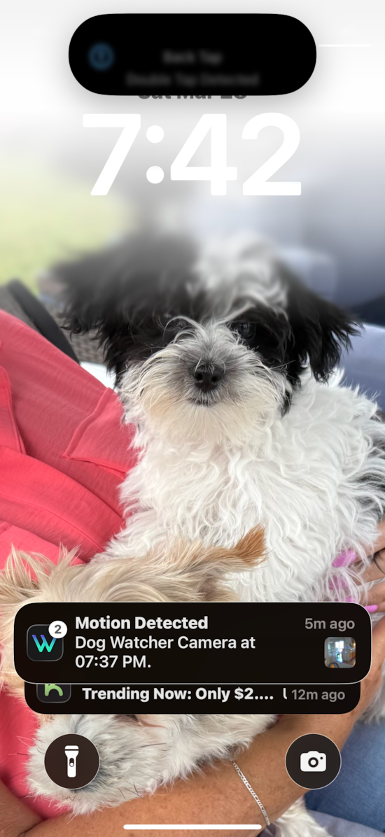 Morkie