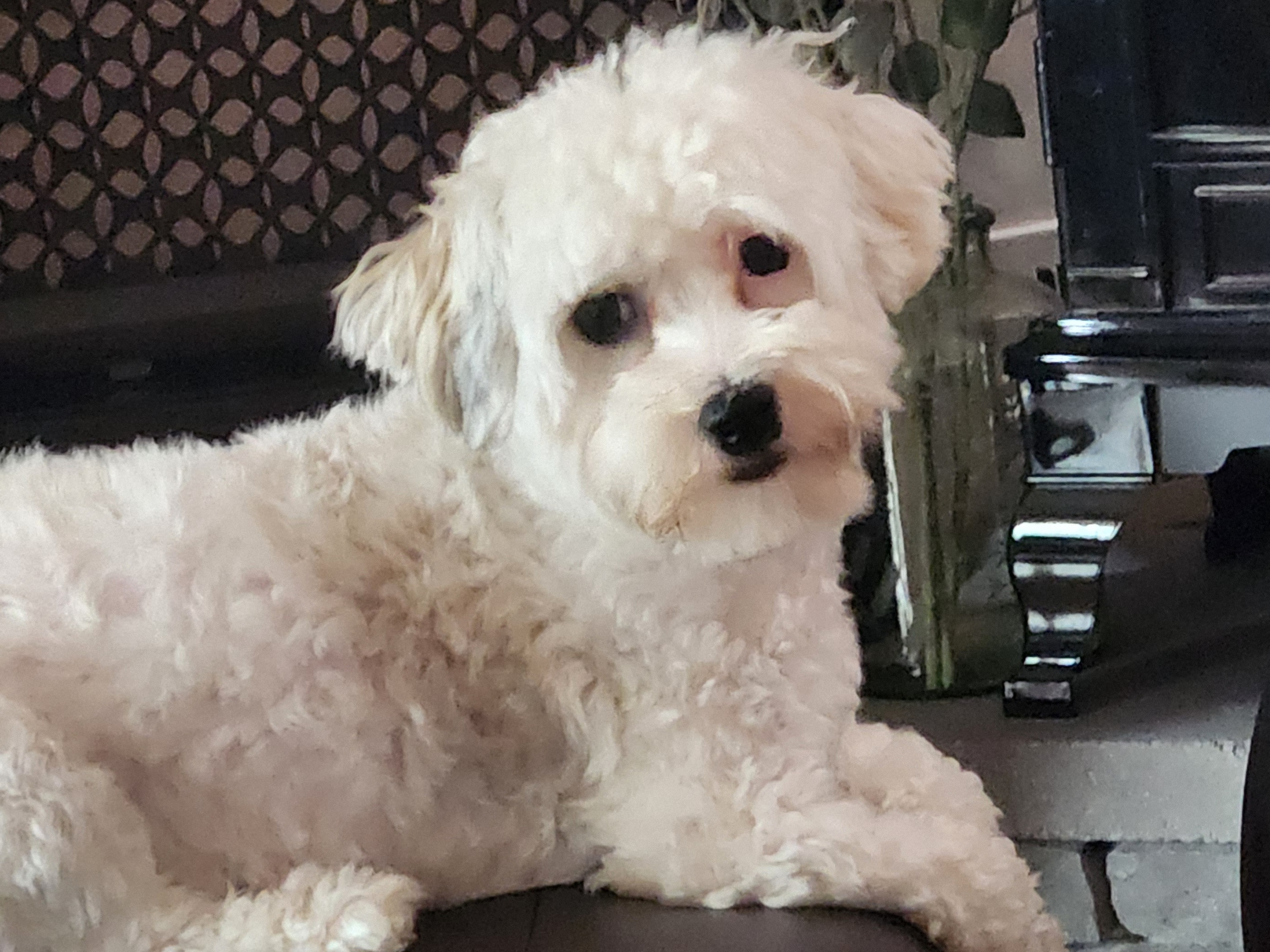 Akc Registered Havanese Baby