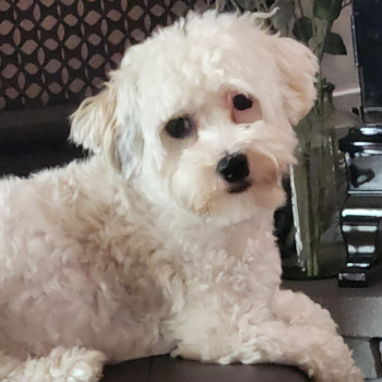 Sweet Havanese Purebred Pup