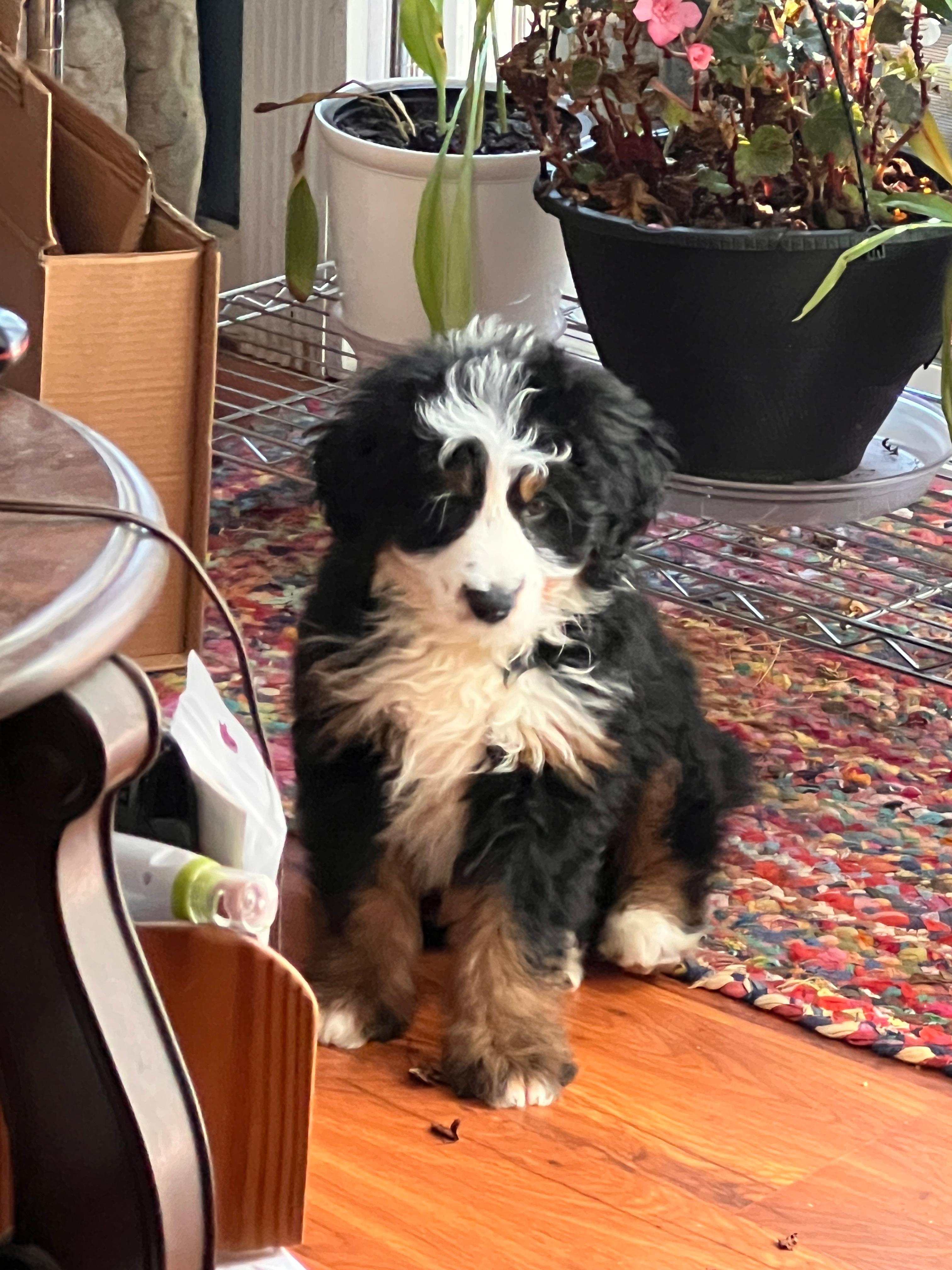 Mini Bernedoodle Pup Being Cute
