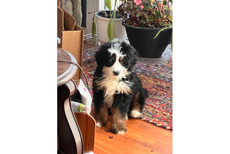 Mini Bernedoodle Pup Being Cute