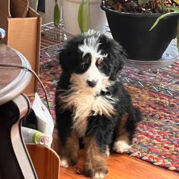 Friendly Mini Bernedoodle Pup