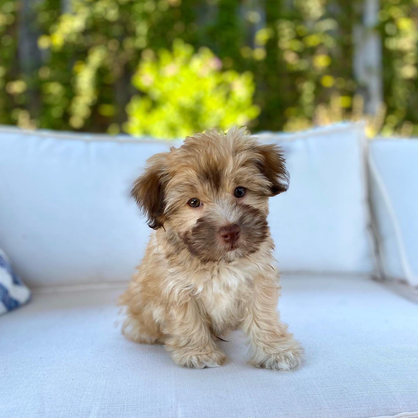 Playful Havadoodle Poodle Mix Puppy