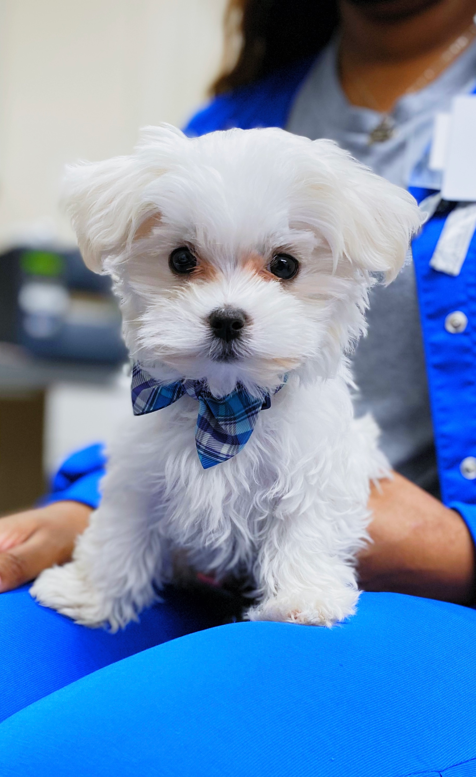 Popular Maltese Purebred Pup