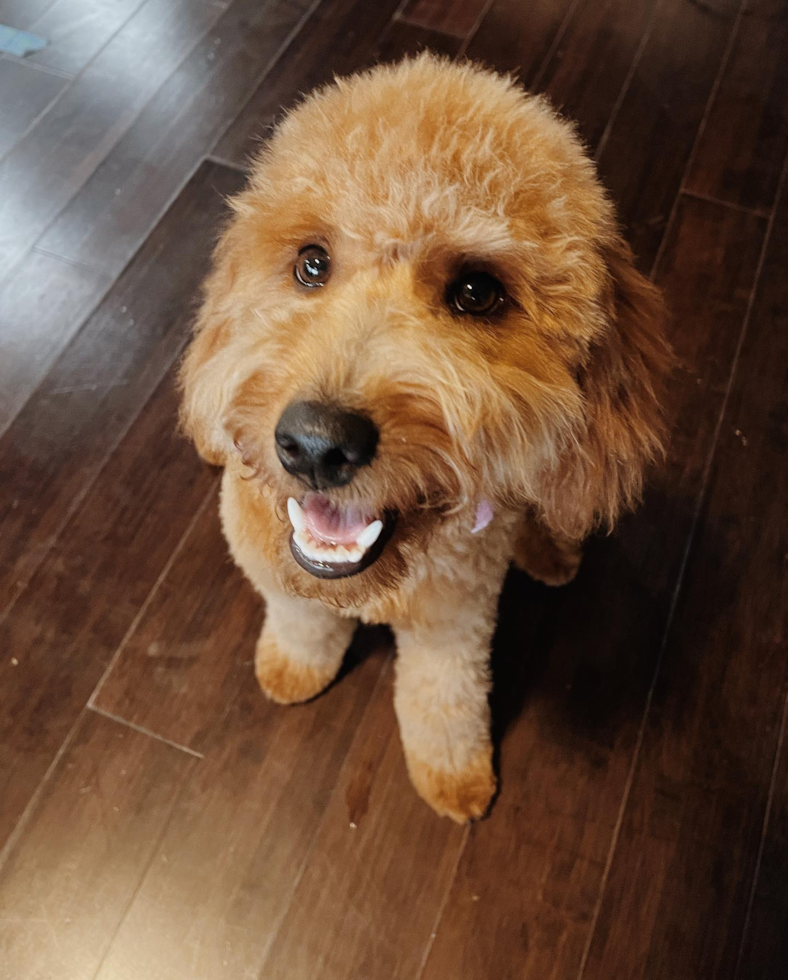 Sweet Mini Goldendoodle Pup