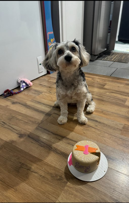 Yorkie Poo Puppy for Adoption