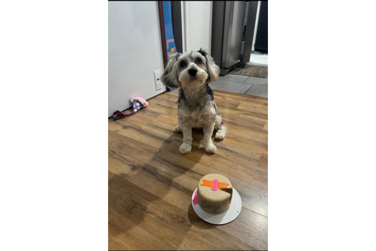 Yorkie Poo Puppy for Adoption