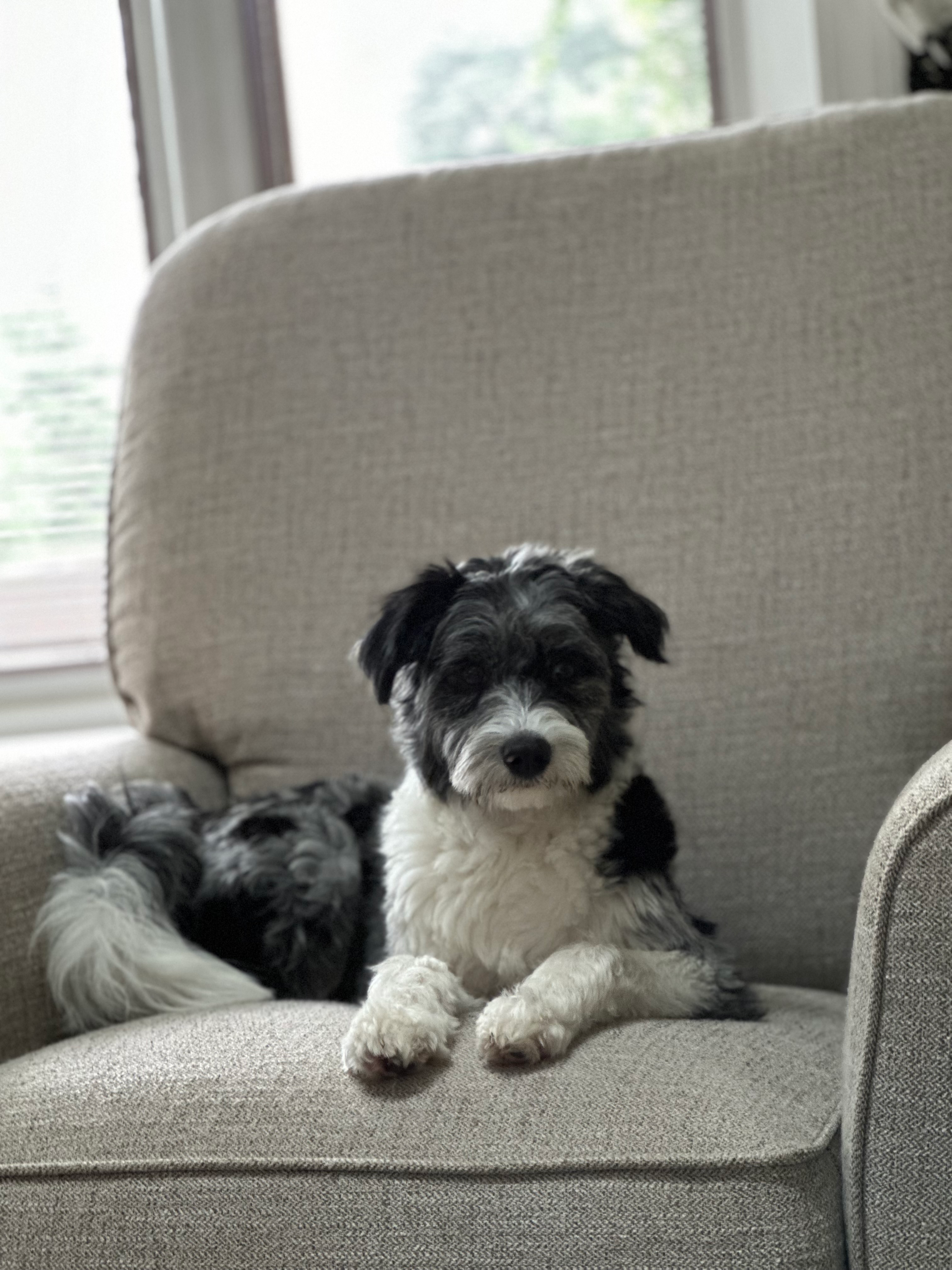 Little Aussiepoo Poodle Mix Puppy