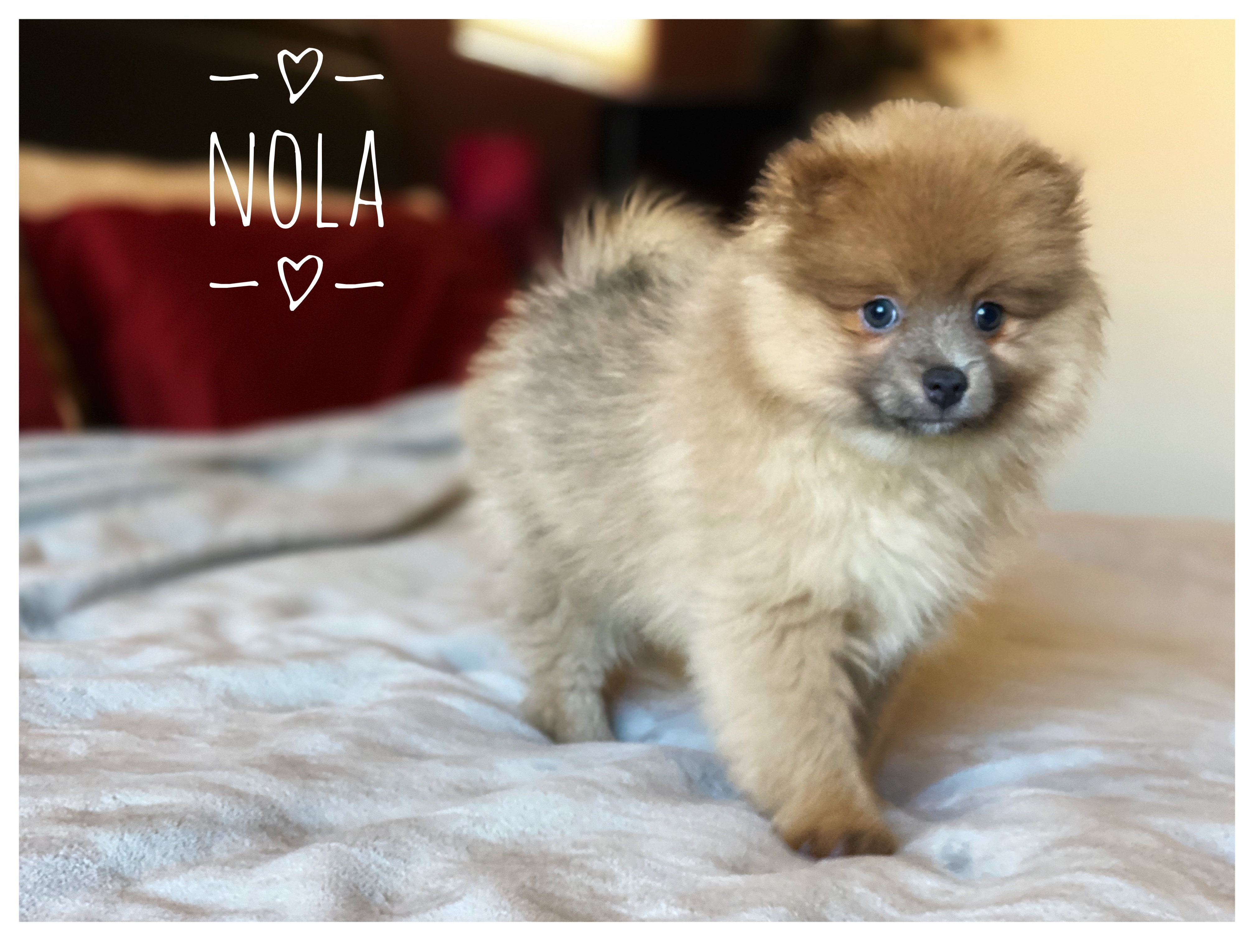 Hypoallergenic Pomeranian Purebred Pup