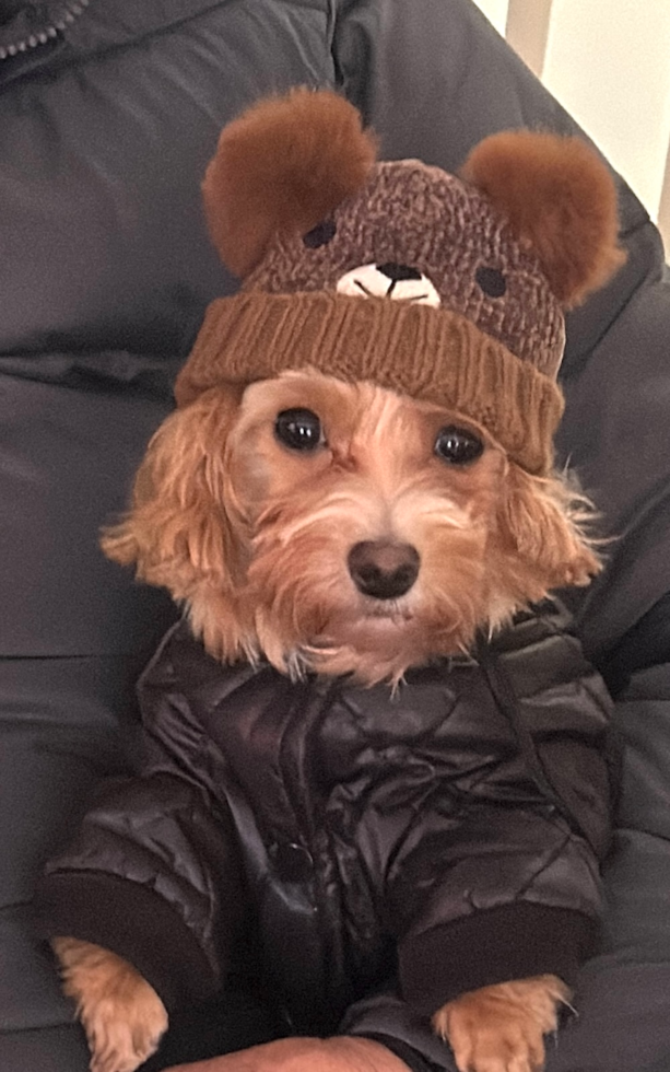 Adorable Maltepoo Poodle Mix Pup