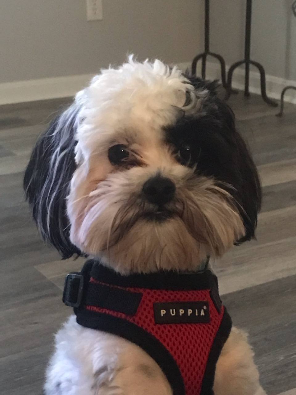 Playful Shih Poo Poodle Mix Puppy