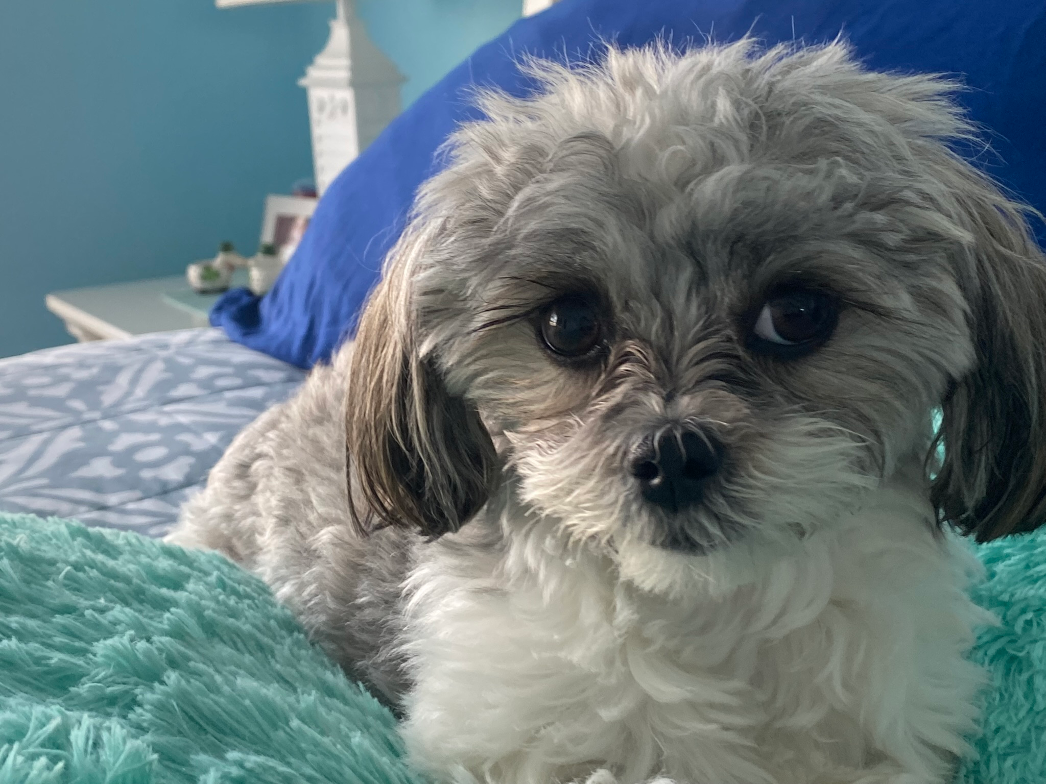 Teddy Bear Puppy for Adoption