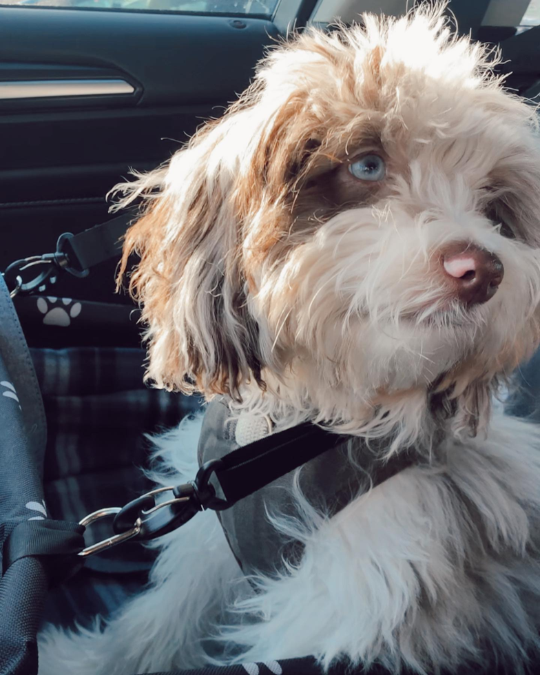Small Mini Aussiedoodle Pup in Toledo OH