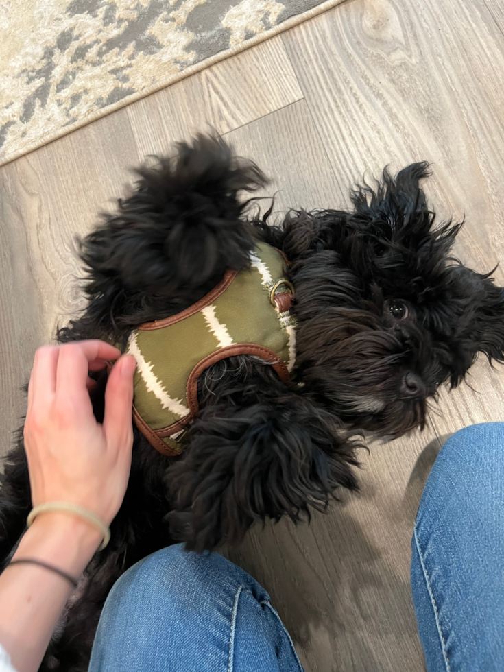 Friendly Havapoo Pup