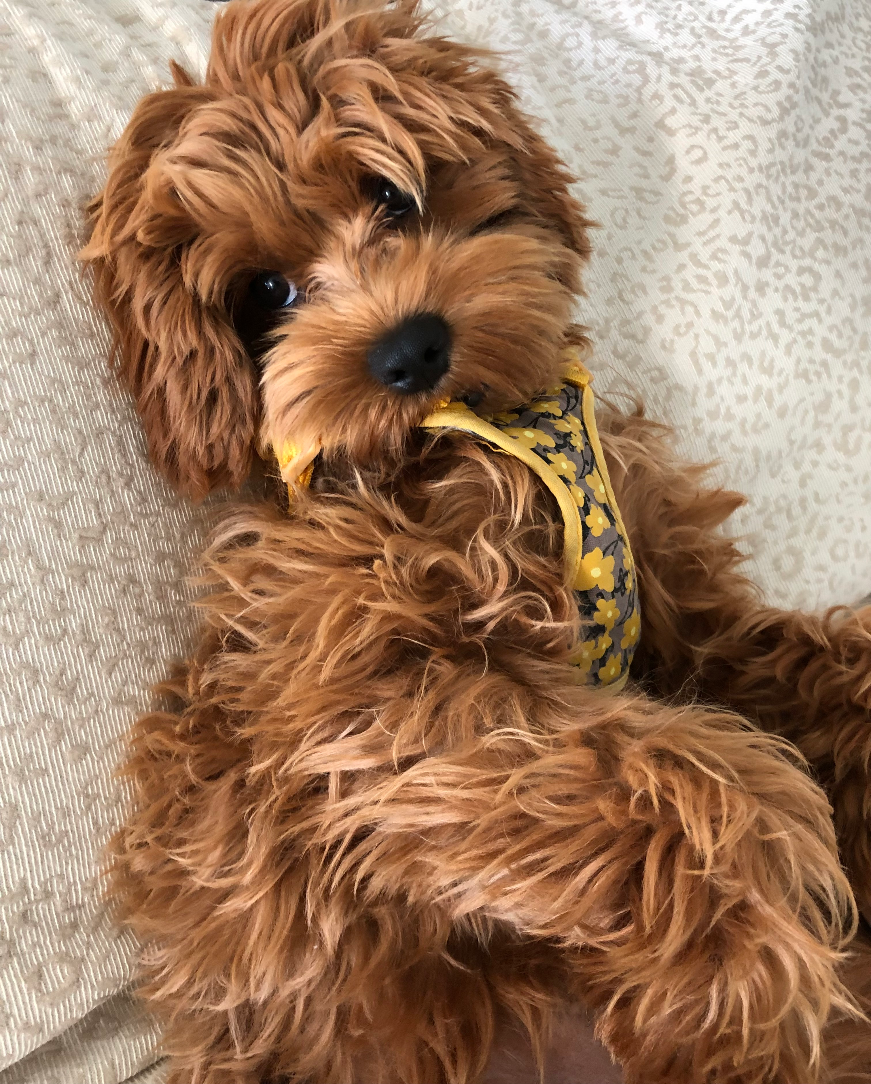 Hypoallergenic Cavoodle Poodle Mix Puppy