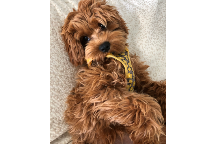 Hypoallergenic Cavoodle Poodle Mix Puppy