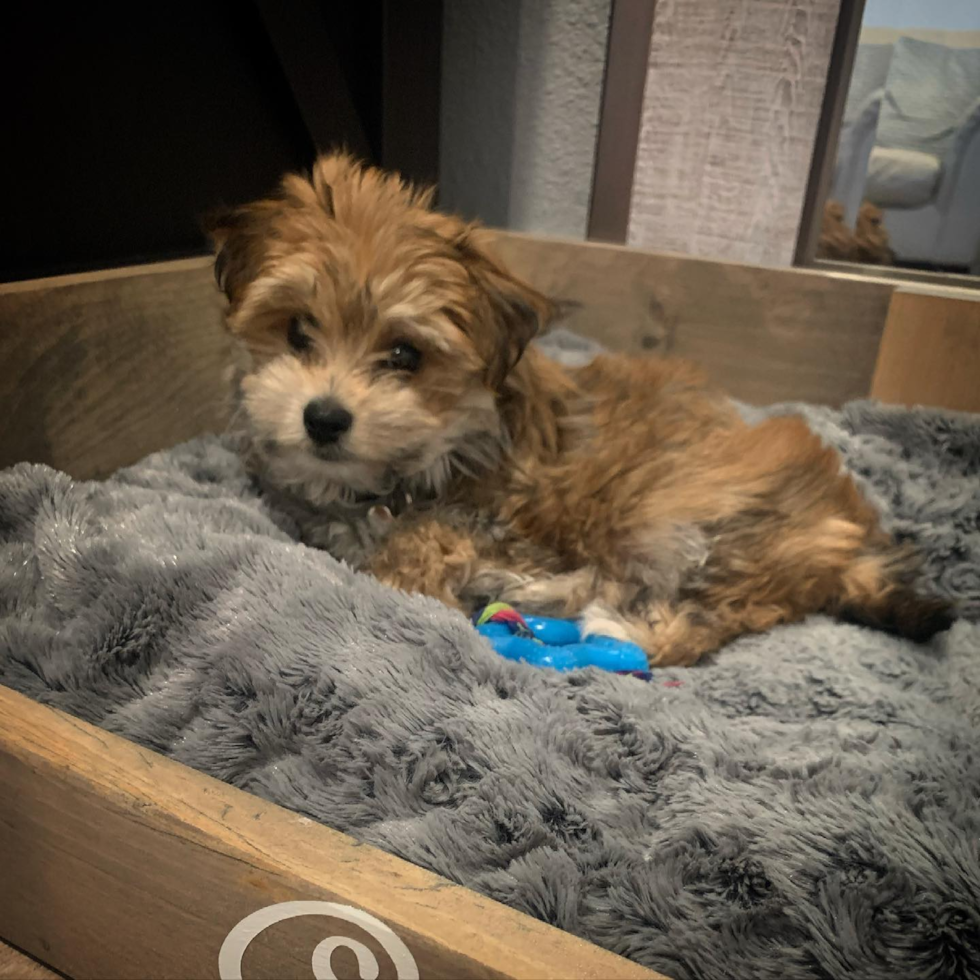 Hayward Morkie Pup