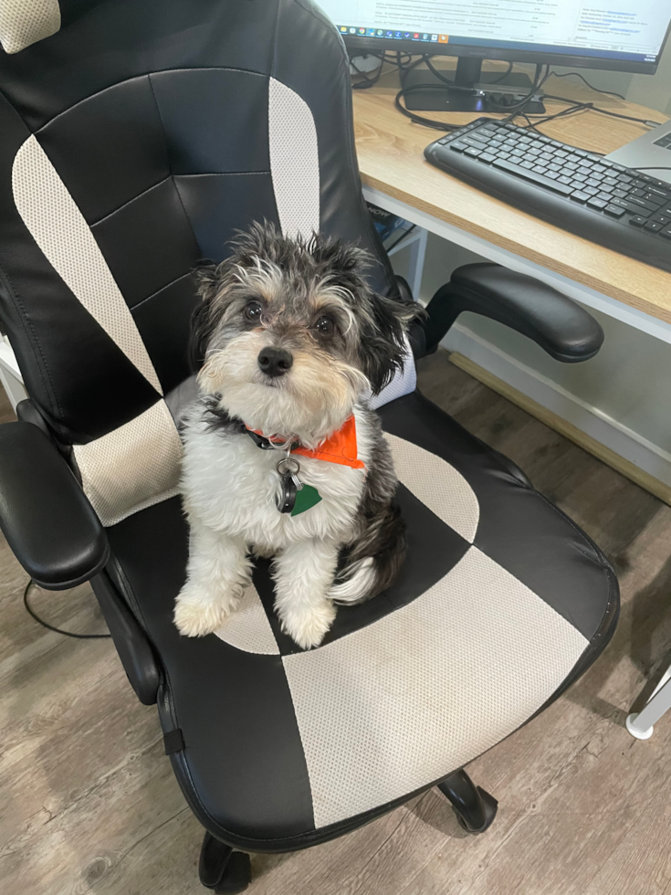 Aussiechon Being Cute