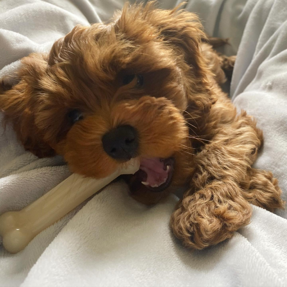 Covington Cockapoo Pup