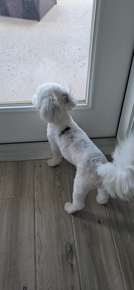 Sweet Havapoo Pup in