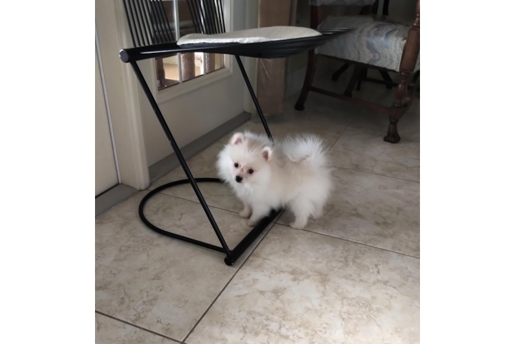 Pomeranian Pup Being Cute
