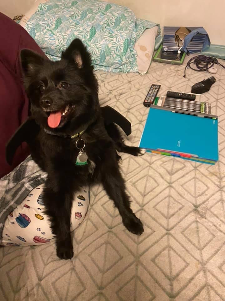 Small Pomeranian Purebred Pup