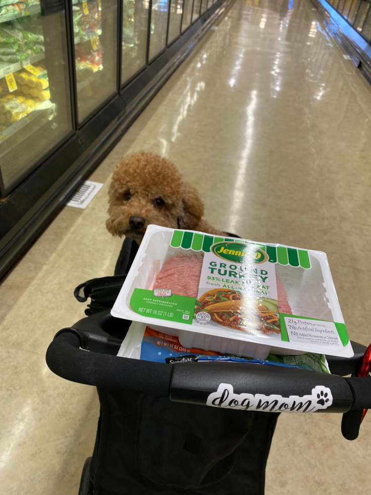 Sweet Cavapoo Pup in