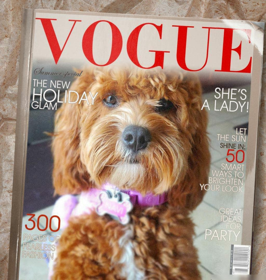 Hypoallergenic Cavoodle Poodle Mix Pup